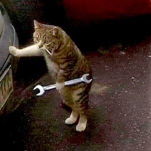 Cat looking for mechanical work